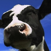CollinsAgri Dairy Solutions
