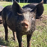 Newbard Farm