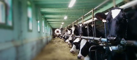 Farmlighting