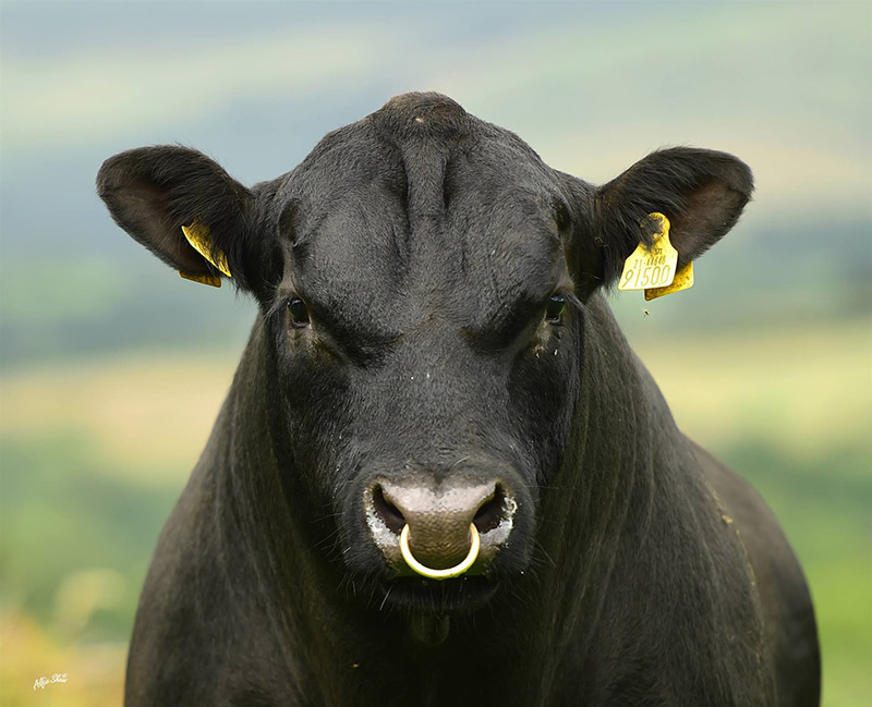 Irish Aberdeen Angus Association