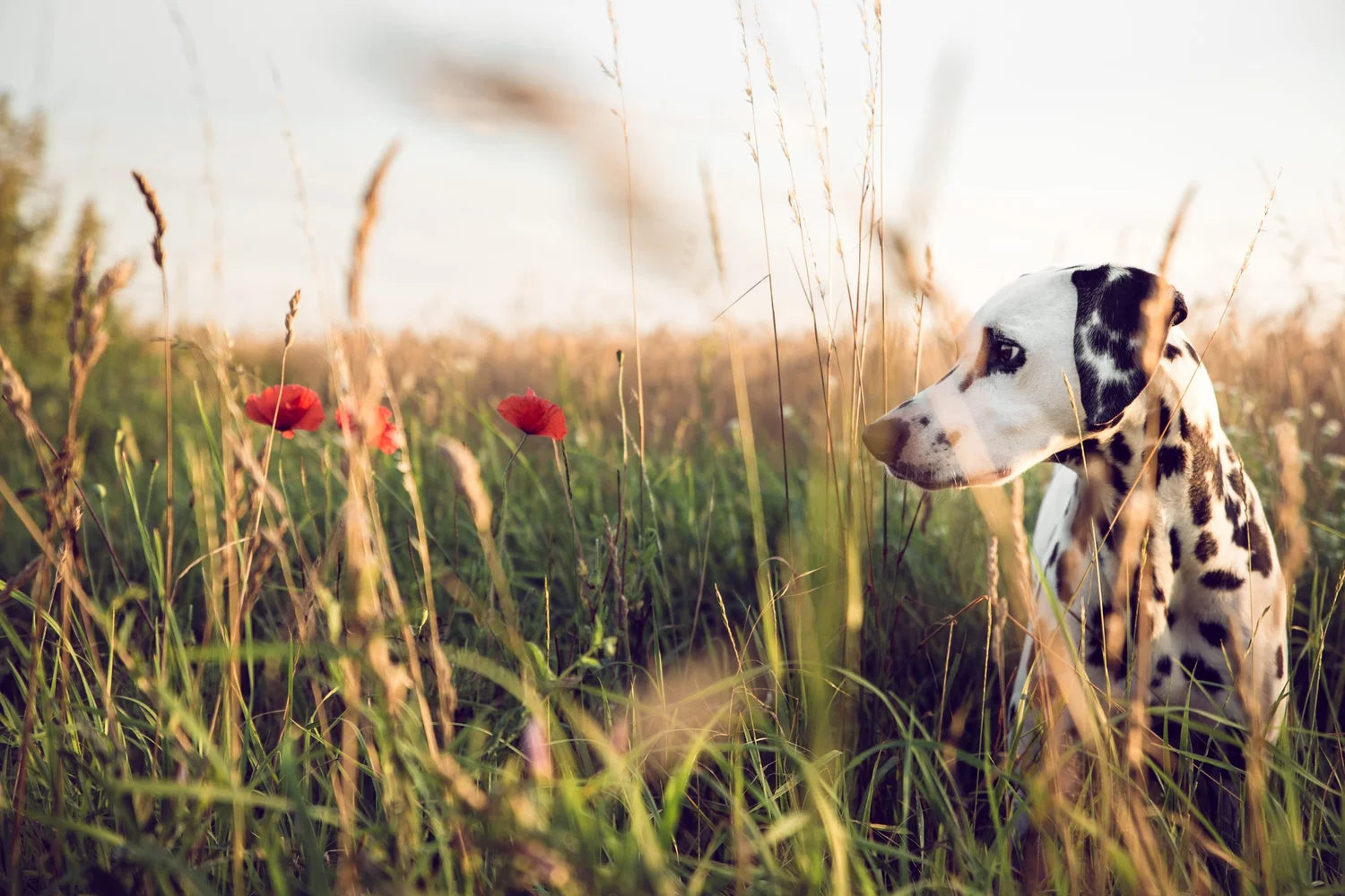 Natural Vet Co.