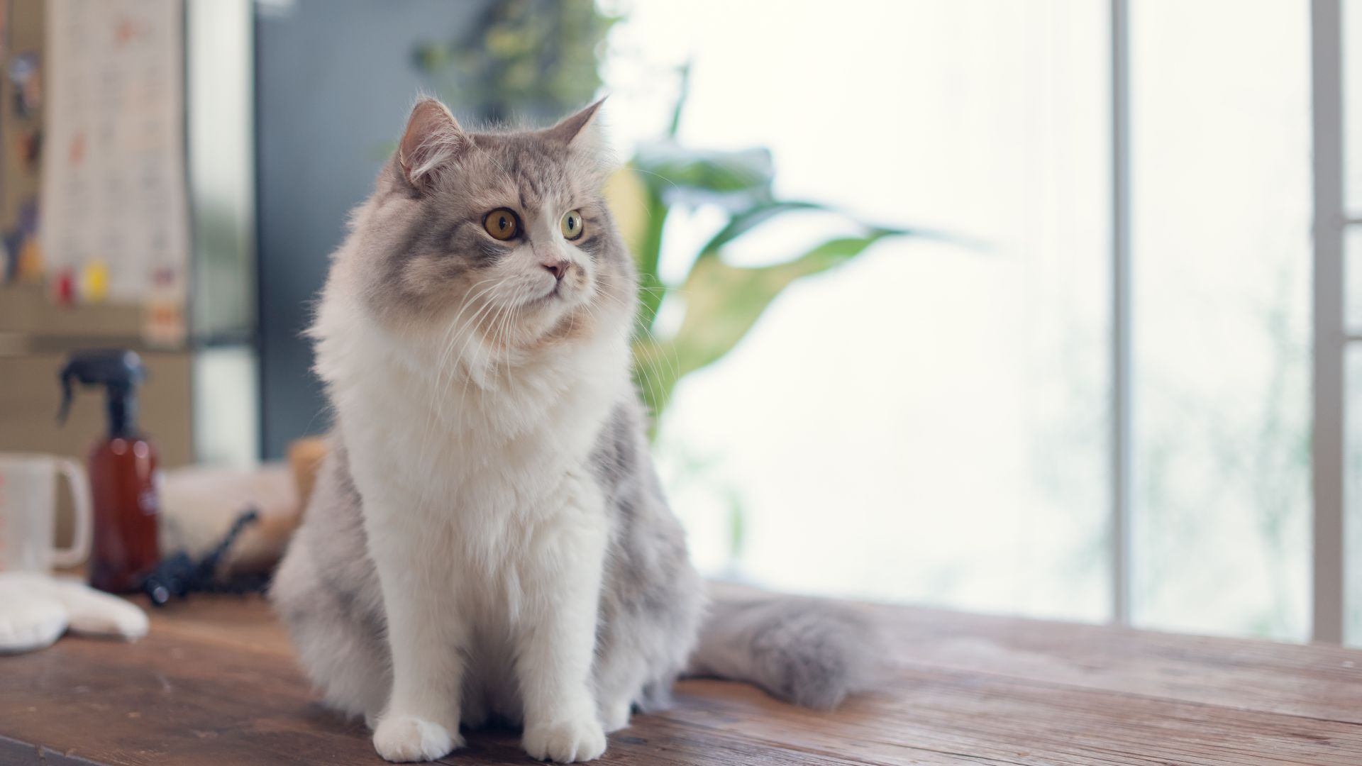 Abbeyville Veterinary Hospital - Togher