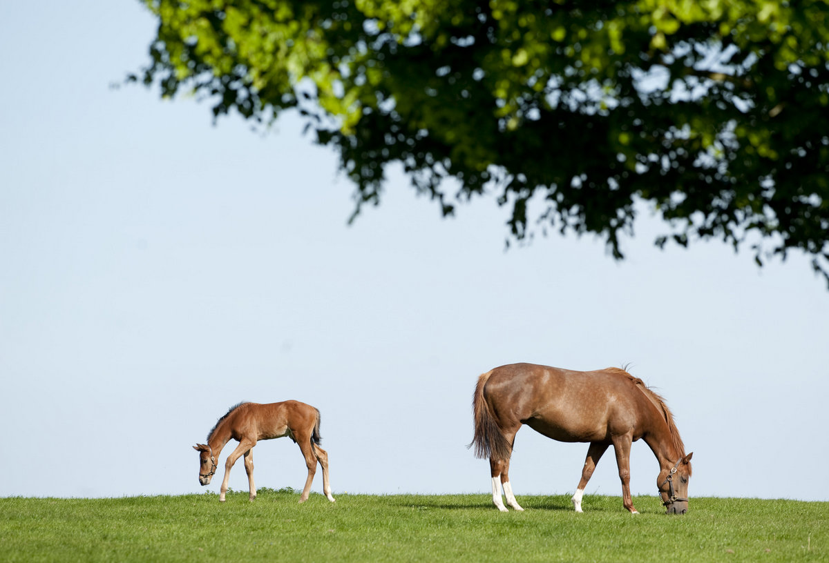 Irish National Stud & Gardens
