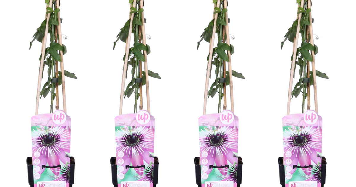 PlantGift