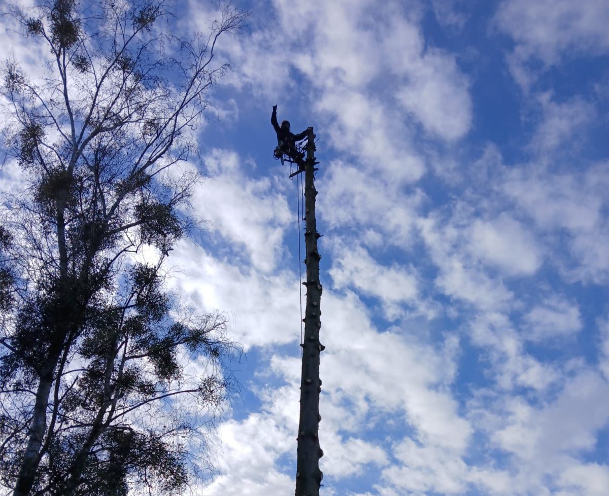 Carter Tree Care
