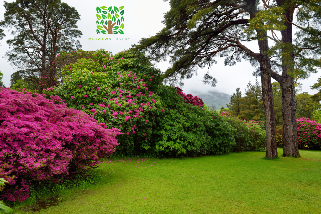 Millview Nursery