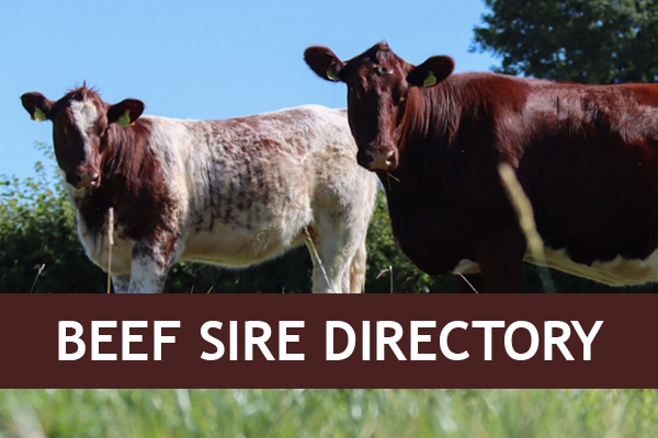 Irish Shorthorn Society Limited