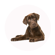 Deluxe Mutz dog grooming