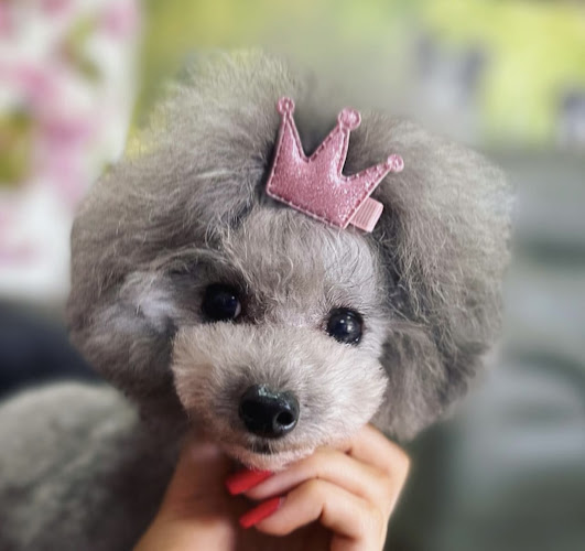 Seana Canine Stylist