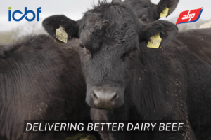 ICBF & Sheep Ireland