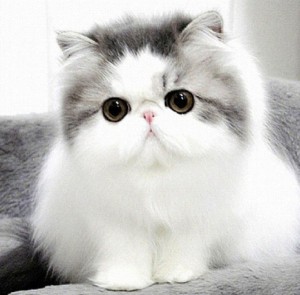 The Cosy Cattery