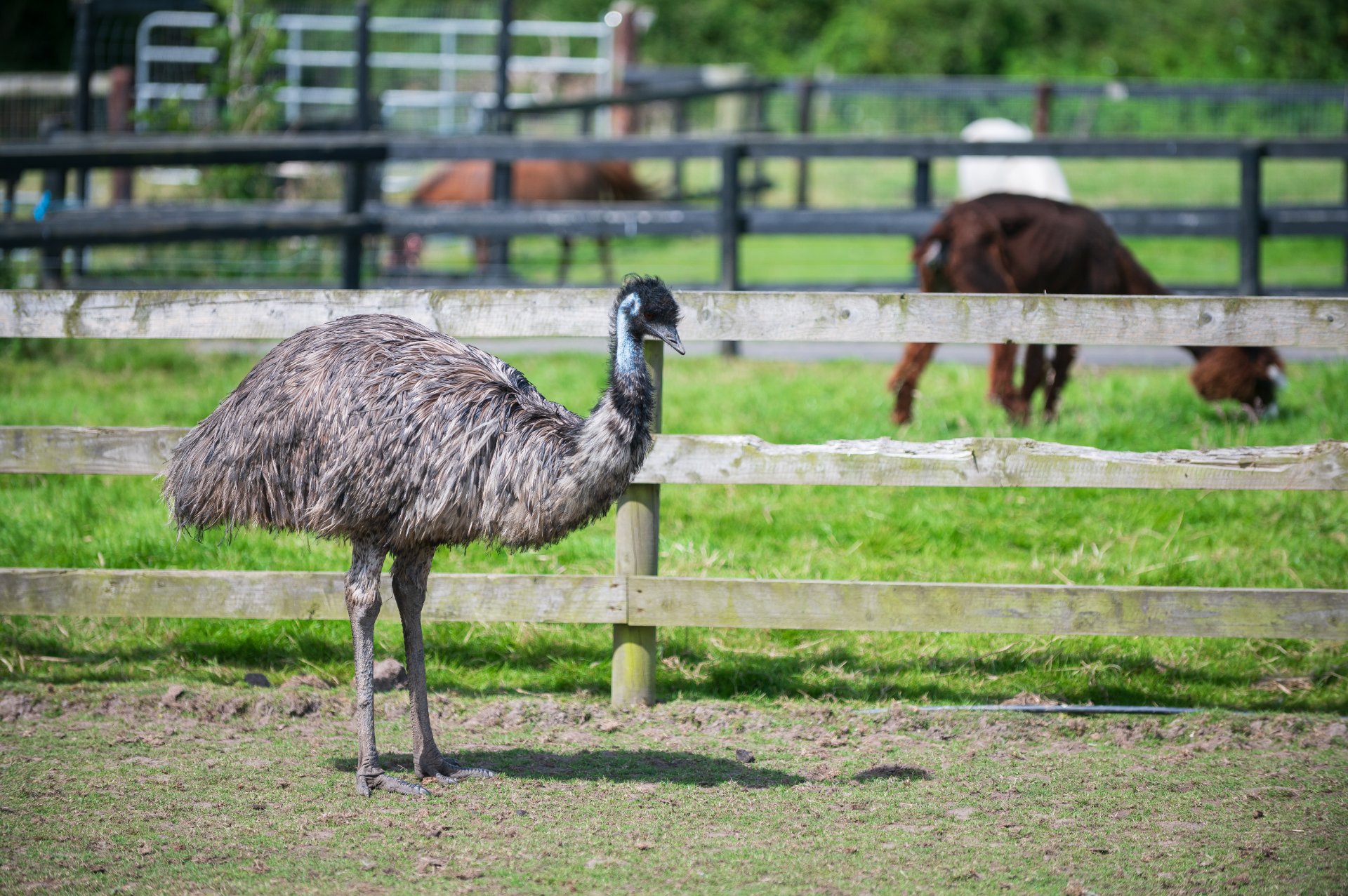 Kia Ora Mini Farm