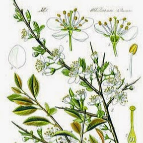 Les Fleurs Artisan Florist